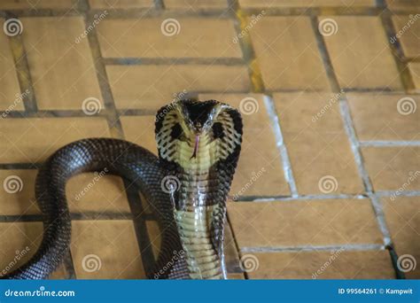 Dangerous Monocled Cobra Snakes Come Into The House The Monocle Stock