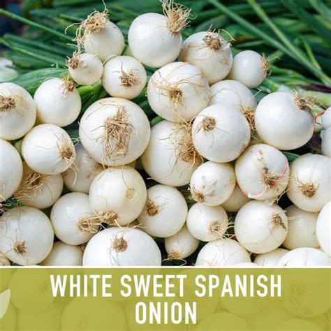 Yellow Sweet Spanish Onion Seeds Heirloom Root Vegetables Etsy