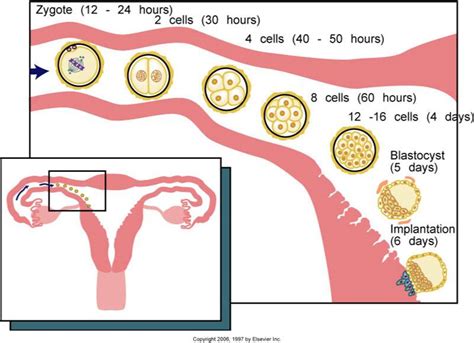 Preimplantation Period Prenatal Development Interactive Lesson