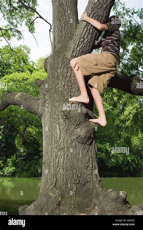 Teenage Boy Climbing A Tree Stock Photo Alamy