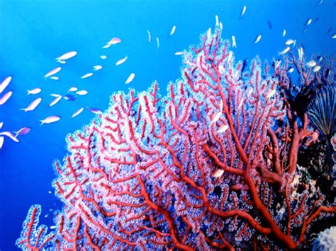 Ocean Plants By Kim Broadhead Sea Shells Pinterest Ocean Plants