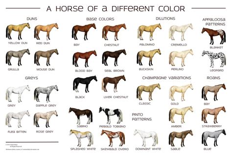 Horse Colors Diagram Quizlet