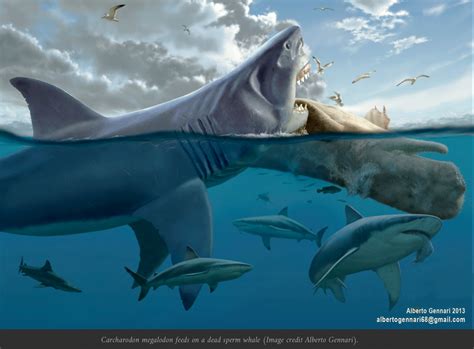 Prehistoric Whales Were One Prey Of Megalodon Carcharocles Megalodon An Extinct Species Of
