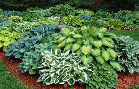 Growing Hostas The Simplest Way Hosta Plant Care Varieties