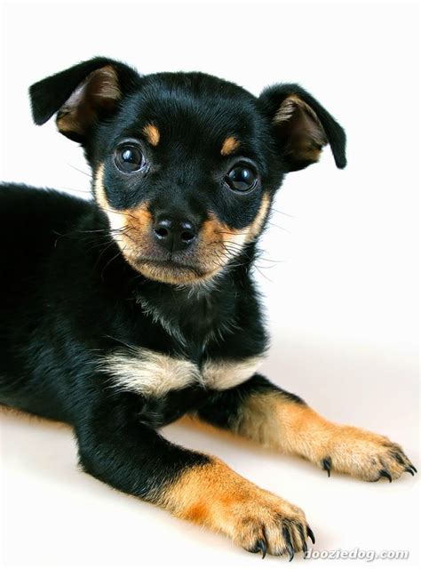 Cute Puppy And Dog Cute Baby Best Miniature Pinscher Dogs