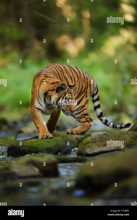 Siberian Tiger On The Stone Close To River Siberian Tiger Panthera