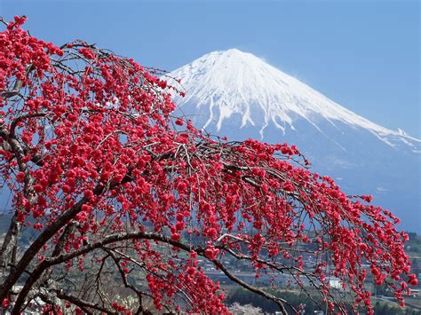 Fuji Núi Phú Sĩ Biểu Tượng Của đất Nước Nhật Bản