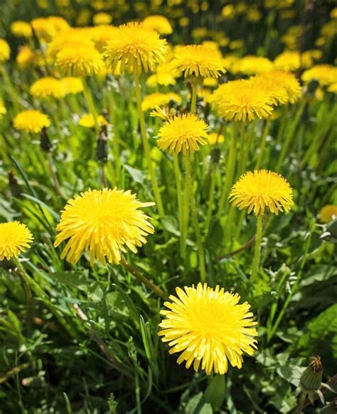 Weed Of The Month Series Dandelions Organo Lawn