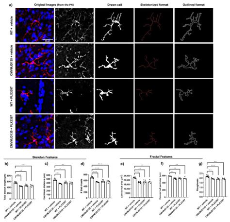 Cells Free Full Text Microglial Depletion Has No Impact On Disease