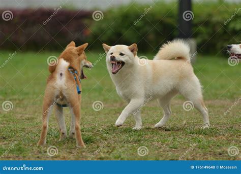 Cute Hokkaido Dog Playing Stock Photo Image Of Hunter 176149640
