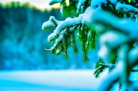 Snow Pine Trees Leaves Depth Of Field Winter Nature Wallpapers Hd