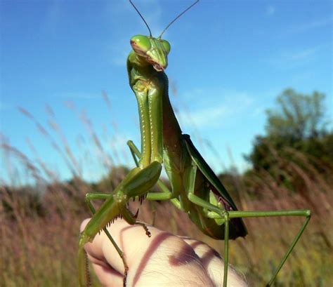 Praying Mantises The Carnivorous Insects That Help Control Pest