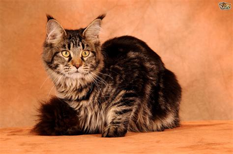 While many people are already aware of the types of big cats that exist in the wild, awareness must be brought toward their status in their environment. 12 Large Cat Breeds That Make Lovely Pets | Pets4Homes