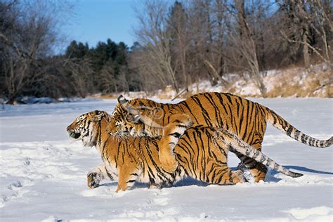 Tiger Siberian Tigers Panthera Tigris Altaica Play Mating Behavior