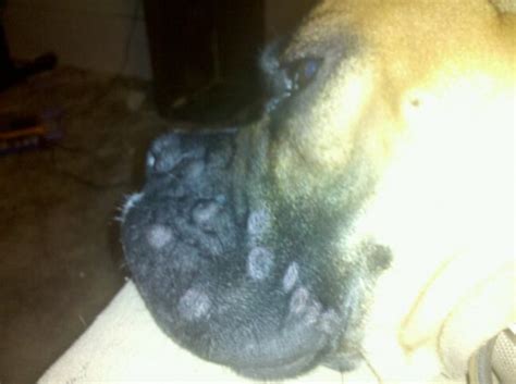 Boxer Has Bumps On Face And Front Legs Boxer Forum Boxer Breed Dog