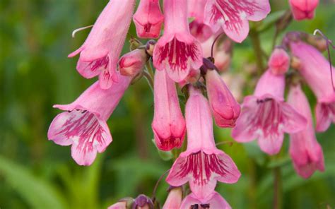 10 Of The Best Penstemons To Plant Now For Late Summer