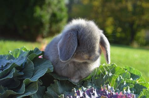 Pretty Rabbit Rabbitsrock Cute Animals Animals Beautiful Cute