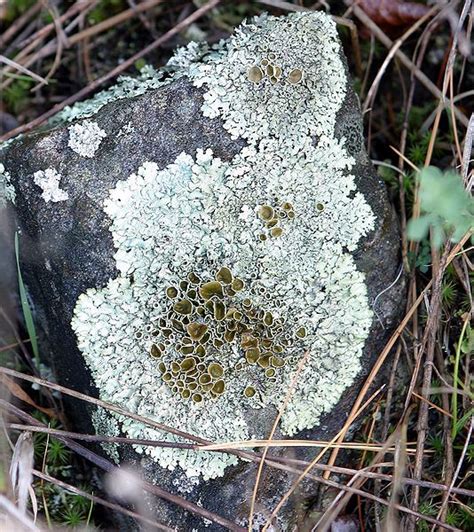 Xanthoparmelia Parasite Natural Texture Natural Dyes Lichen Moss