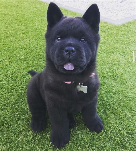 Smooth Black Chow Chow