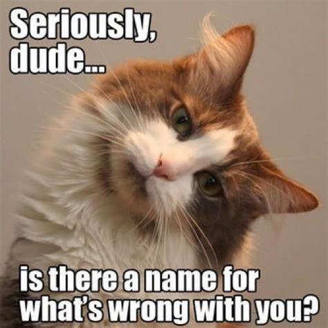 Just 13 Cats Who Are More Judgmental Than Your Mother Funny Animal