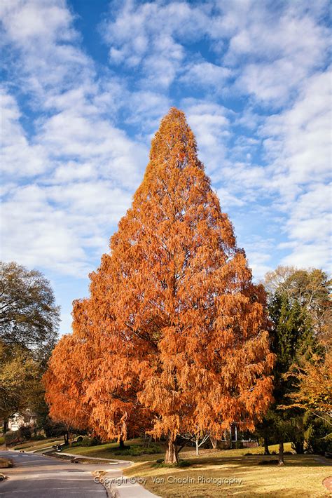 Dawn Redwood Tree In Fall Color With Cloundy Fall Sky Vertical Image