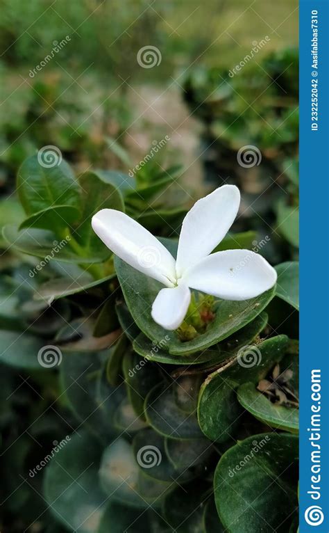 White Sampaguita Jasmine Blooming View In Garden Stock Photo Image Of