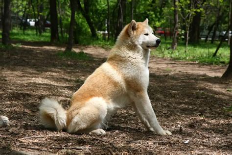 Top 15 Dog Breeds That Look Like Huskies W Pictures
