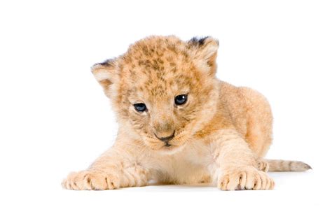Cute Lion Cub Animal Hd Wallpaper