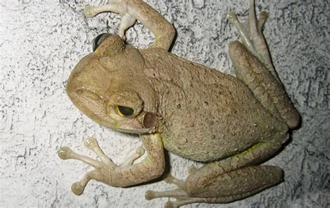 Thinngs To Know About Cuban Tree Frogs In Florida