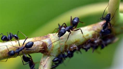 Böcek Türleri Nelerdir Çok Görülen Böcek Çeşitleri Ve İsimleri En