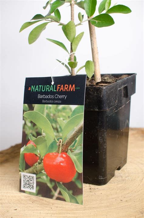 Acerola Cherry Barbados Cherry Plant Free Priority Shipping Etsy