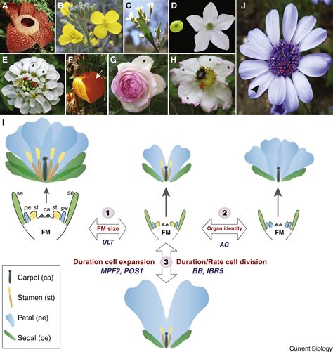 The Evolution of Diverse Floral Morphologies: Current Biology