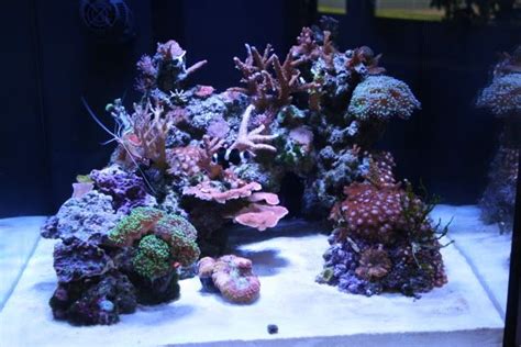 Marine fish and invertebrates can be fussy eaters, with some critters who exist solely on minuscule organisms in the water column. Show me your cube aquascaping pictures! | Saltwater fish ...