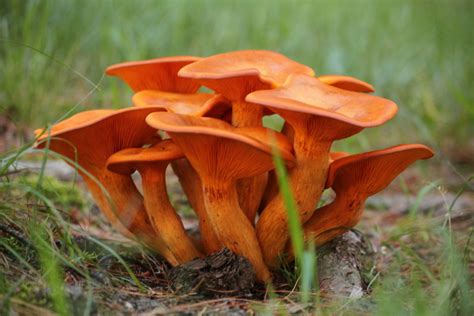 Omphalotus Olearius Jack Olantern Mushroom Identification And Info
