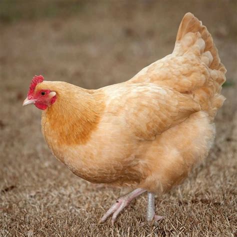 Cute Buff Orpington Chicken It Is A Heritage Chicken That Has Since