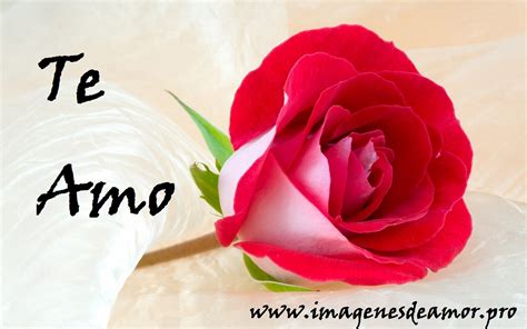 14 Imagenes De Hermosas Rosas Con Frase Te Amo