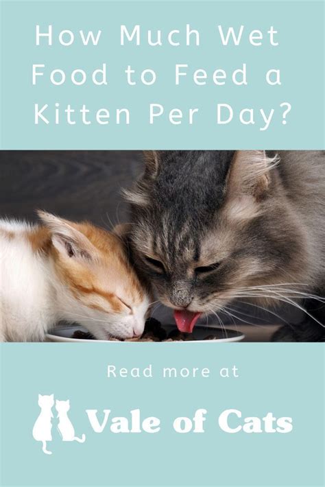 You can find more information on how much to feed a cat here. How Much Wet Food to Feed a Kitten Per Day | Feeding ...