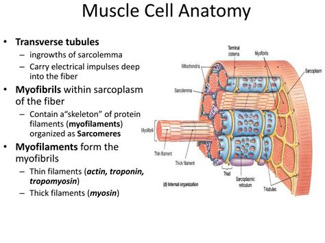 Anatomy Of Muscle Cell Anatomical Charts And Posters