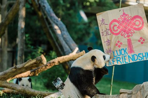 Smithsonians National Zoo Celebrates Giant Panda Bei Bei Flickr