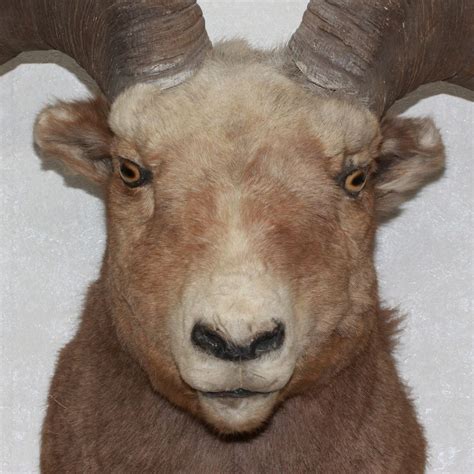 Snow Sheep Taxidermy Head Shoulder Mount Stuffed Animal For Sale