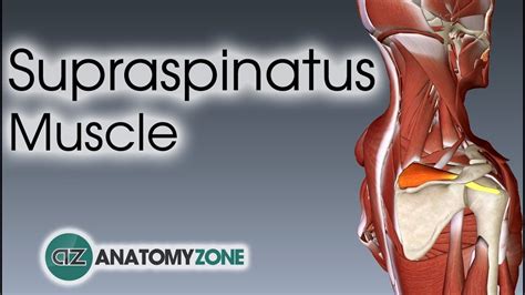 Supraspinatus Muscle Anatomy With Images Supraspinatus Muscle Muscle Anatomy Muscle