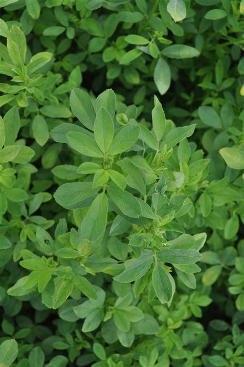 Perennial Forage Mixtures Alfalfa And Clover Kings Agriseed