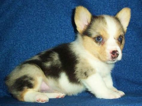 2nd dog they shown kerry blue x pomsky, my children's and my wife liked a puppy lot.they explained well about the breed, and advantages of this breed. Registered BLUE MERLE WELSH CORGI PUPPIES for Sale in ...