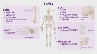 Anatomical Position What Is It Significance Regions Planes And