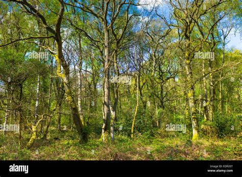 Woodland Scene Of Silver Birch Trees Betula Pendula Forming Canopy At