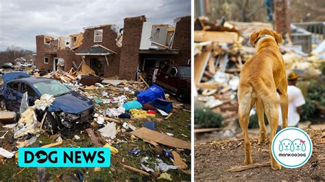 Kentucky Tornadoes Flattened Her House But Dog Survives Unharmed