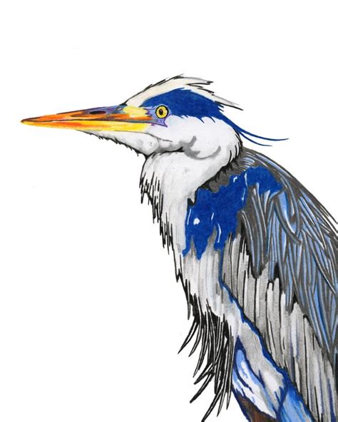 Great Blue Heron Print From An Original Color Pencil Drawing Etsy