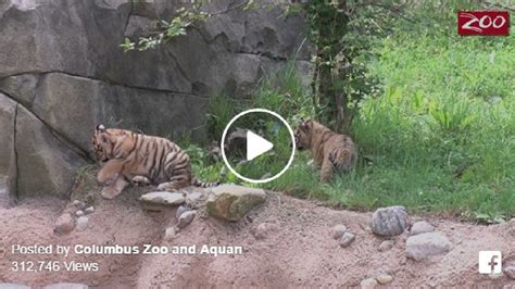 Columbus Zoo Welcomes Amur Tiger Cubs Kutv