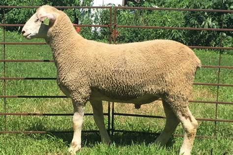 Breeds Loudoun Valley Sheep Producers