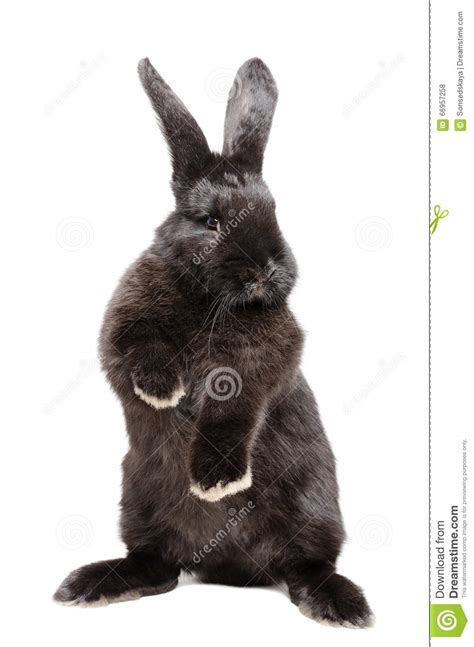 Rabbit Standing On Hind Legs In Front Of White Background Royalty Free Stock Photo